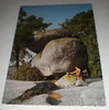 Carte postale de Castres,  Le rocher tremblant