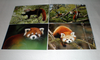 Série de 4 cartes maximum protection de la nature le petit panda. Enveloppes F.D.C. officielles de la W.W.F. Il existe 2 espèces très différentes de panda.  Régime végétarien.