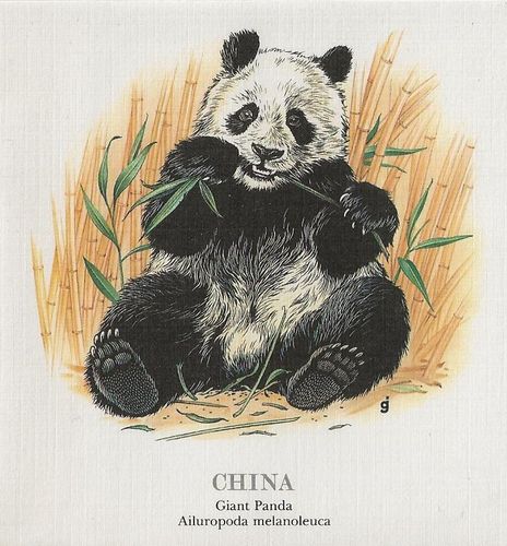 ENVELOPPE RARE CHINA GIANT PANDA ANIMAL NATIVE CHINA THE PANDA